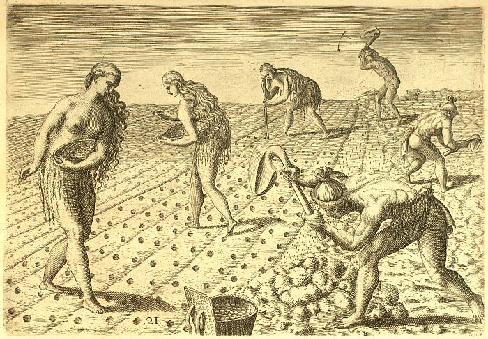 Corn fields cultivated by the Timucua Indians, 1565.