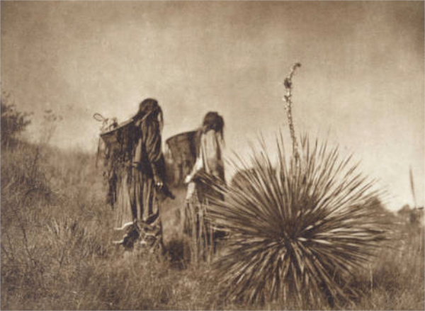 Mescal Harvest Navaho, in The North American Indian V. I Cambridge MA The University Press, 1907.