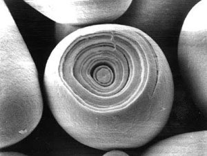 Granule d'amidon, 5 à 100 microns