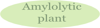 Enzymatic plants able to hydrolise starch