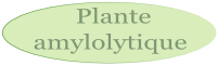 Plantes riches en enzymes capables d'hydrolyser l'amidon
