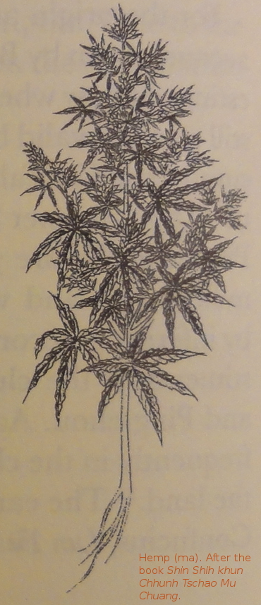 Hemp, Cannabis sativa, Ma
