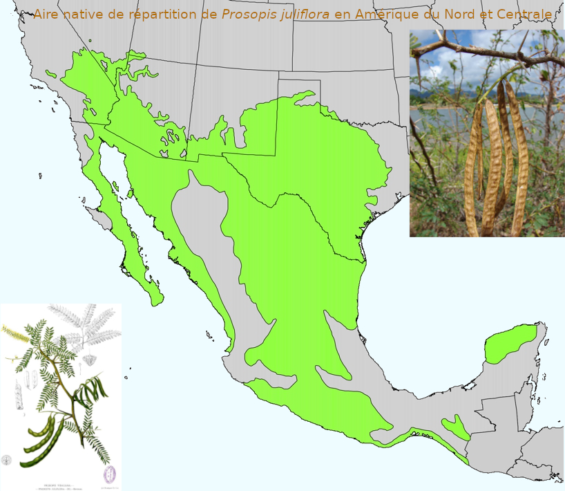 Aire native du caroubier (Prosopis juliflora) en Amérique du nord et centrale.