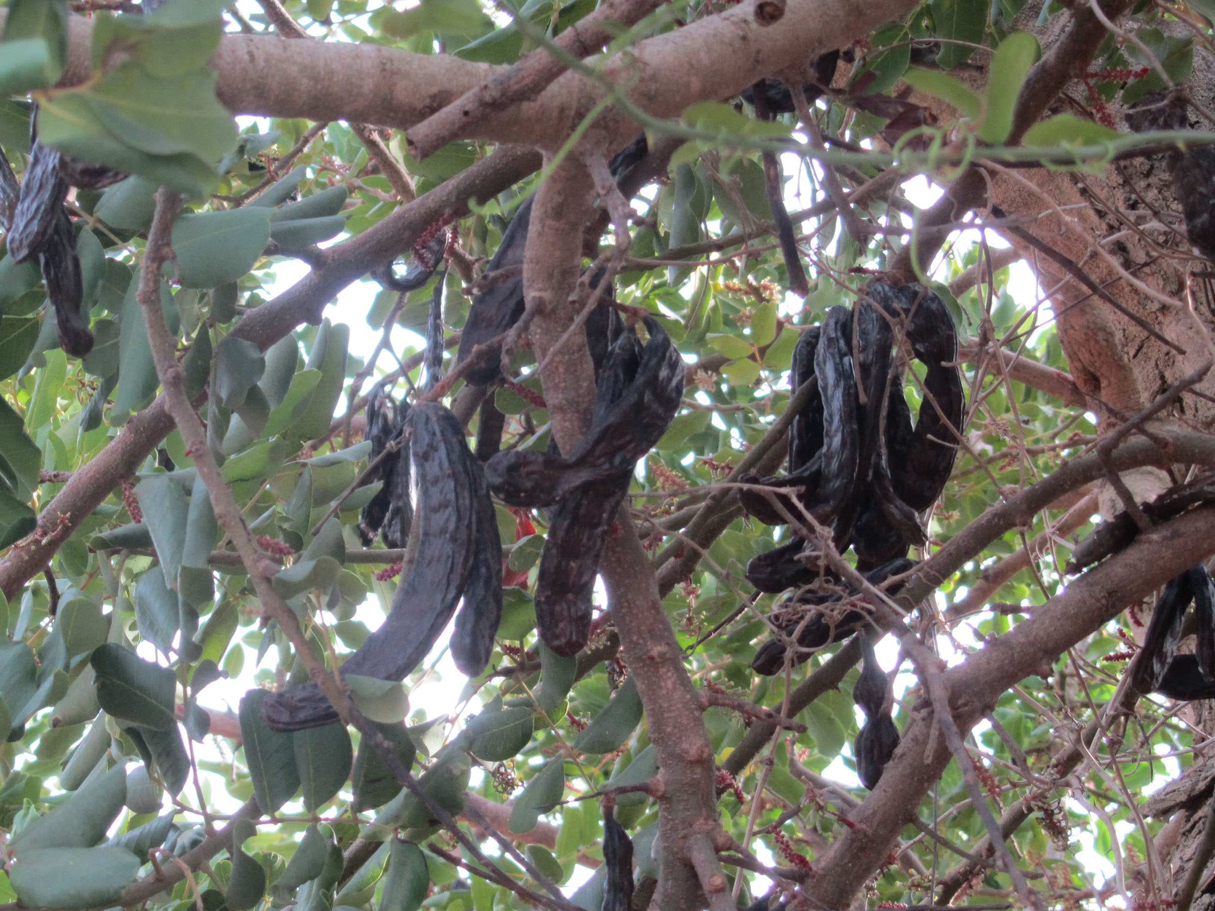 Ripe carob pods