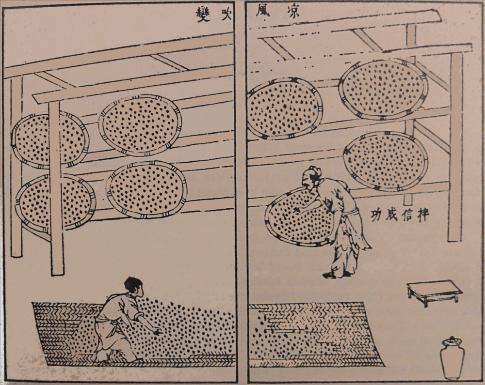 Ferment-steamed-rice-with-Monascus-fungi-on-bamboo-trays-1637