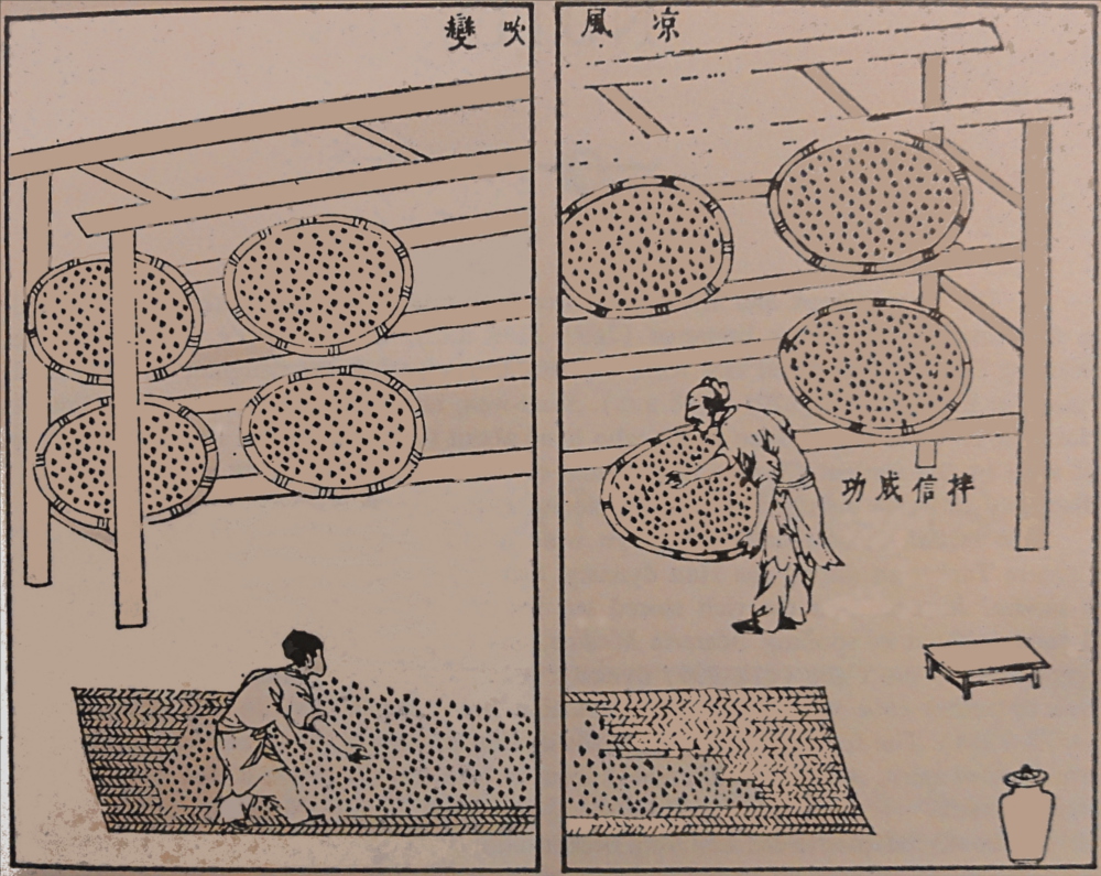 Ferment-steamed-rice-with-Monascus-fungi-on-bamboo-trays-1637 Ferment-steamed-rice-with-Monascus-fungi-on-bamboo-trays-1637