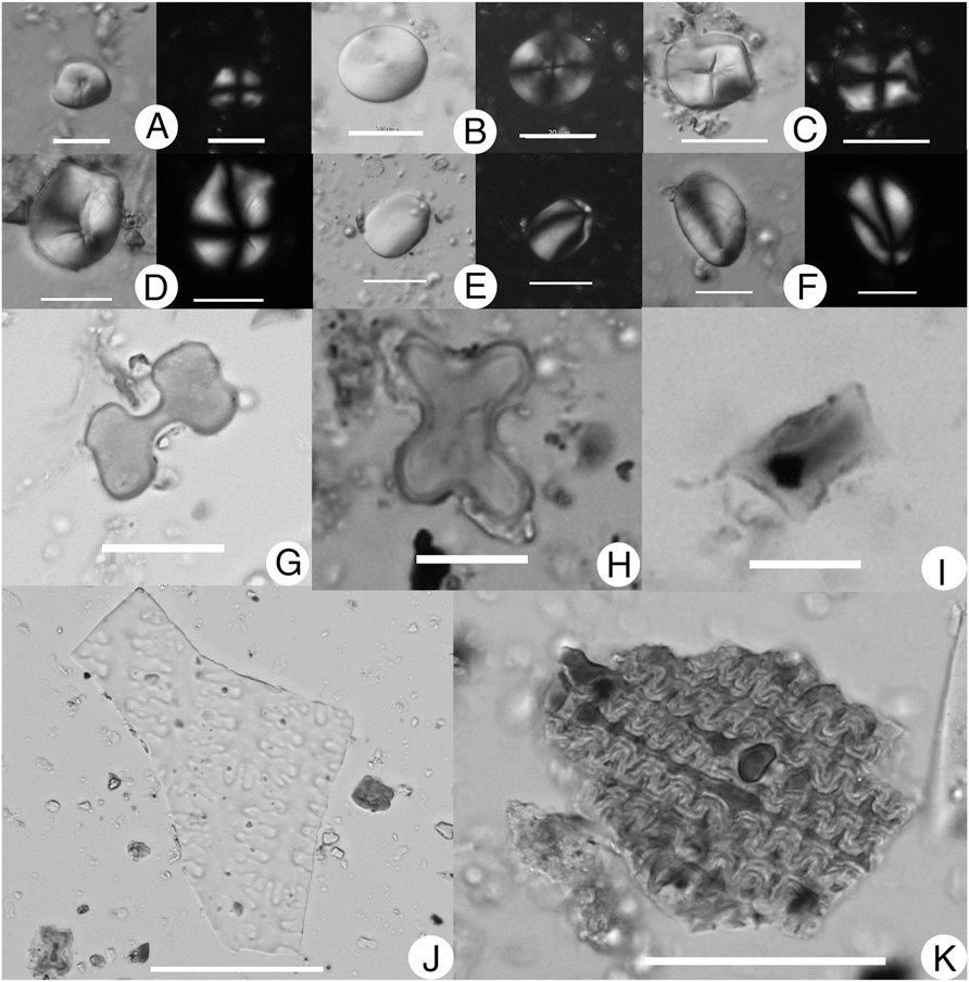 Mijiaya Starch and phytolith from Mijiaya vessels