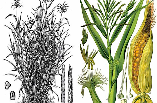 Téosinte (gauche) et maïs (droite)